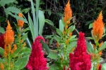 4 The Royal Botanic Garden Sydney
