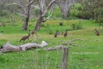 5 Yankalilla, South Australia, Photo Gallery