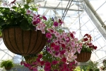 16 Ballarat Botanical Gardens