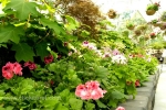 18 Ballarat Botanical Gardens
