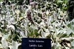 33 Ballarat Botanical Gardens