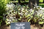 34 Ballarat Botanical Gardens