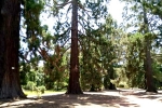 48 Ballarat Botanical Gardens