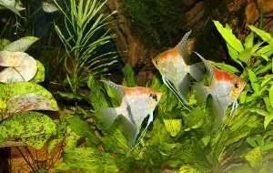Basel Zoo Aquarium, Switzerland