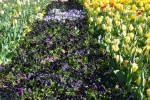 14 Floriade, Canberra