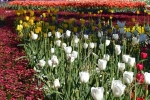 16 Floriade, Canberra