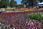 22 Floriade, Canberra