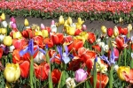4 Floriade, Canberra