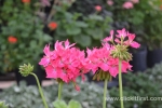 10 Geelong Botanic Gardens