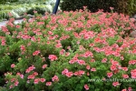 12 Geelong Botanic Gardens