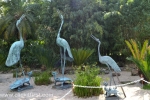 15 Geelong Botanic Gardens