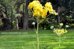 17 Geelong Botanic Gardens