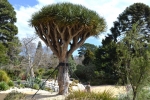 20 Geelong Botanic Gardens