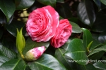 29 Geelong Botanic Gardens