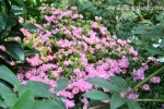30 Geelong Botanic Gardens