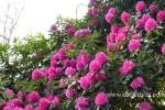 33 Geelong Botanic Gardens