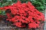 34 Geelong Botanic Gardens