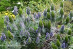 40 Geelong Botanic Gardens