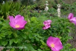 41 Geelong Botanic Gardens
