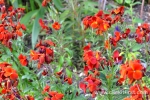 44 Geelong Botanic Gardens