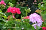 5 Geelong Botanic Gardens