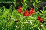 7 Geelong Botanic Gardens