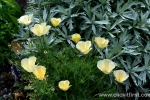8 Geelong Botanic Gardens