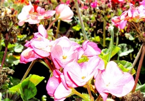 Ireland Flowers