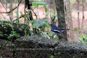 Jaison Jacob's Photography