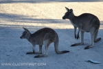 16 - Jervis Bay, NSW