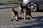 17 - Jervis Bay, NSW