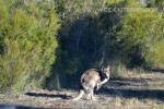 18 - Jervis Bay, NSW