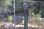 19 - Jervis Bay, NSW