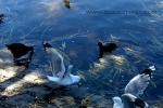 37 Photos of Lake Wendouree, Ballarat