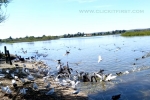 38 Photos of Lake Wendouree, Ballarat