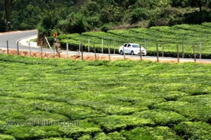 Meghamalai, Tamil Nadu