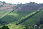 10 Meghamalai, Tamil Nadu Photo Gallery