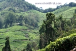 11 Meghamalai, Tamil Nadu Photo Gallery