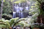 12 Mount Field National Park, Tasmania Photo Gallery