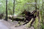 23 Mount Field National Park, Tasmania Photo Gallery