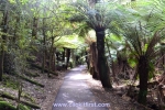 24 Mount Field National Park, Tasmania Photo Gallery