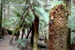 26 Mount Field National Park, Tasmania Photo Gallery