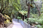 6 Mount Field National Park, Tasmania Photo Gallery