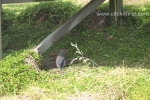 13 Phillip Island Photos