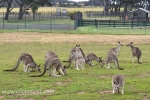41 Phillip Island Photos