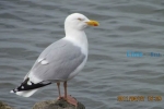 57