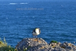 31- Victor Harbor Photo Gallery