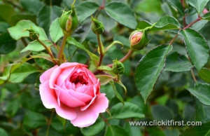 Victoria State Rose Garden and Mansion, Werribee