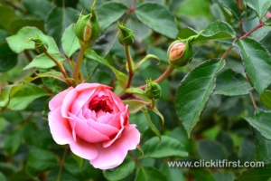 Victoria State Rose Garden and Mansion, Werribee