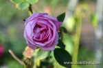 21 Victoria State Rose Garden and Mansion, Werribee